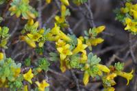 Thymelaea dioica