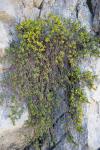 Thymelaea dioica