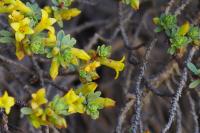 Thymelaea dioica