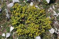 Thymelaea tinctoria subsp. nivalis