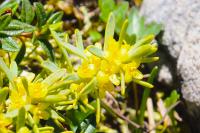 Thymelaea tinctoria subsp. nivalis