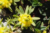 Thymelaea tinctoria subsp. nivalis
