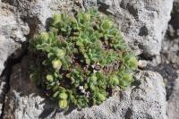 Androsace cylindrica