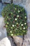 Androsace cylindrica
