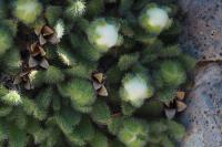Androsace cylindrica