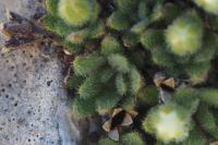 Androsace cylindrica