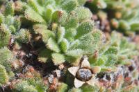 Androsace cylindrica