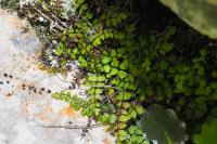 Asplenium trichomanes