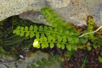 Asplenium viride