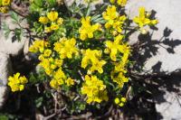 Draba aizoides