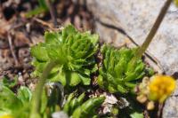 Draba aizoides