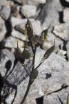 Draba aizoides