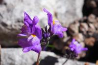 Linaria alpina