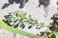 Linaria alpina