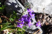 Linaria alpina