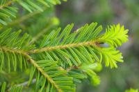 Abies alba