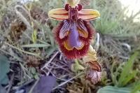 Ophrys speculum