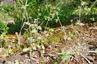 Campanula erinus