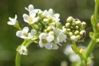 Ionopsidium glastifolium