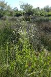 Ionopsidium glastifolium