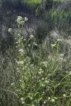 Ionopsidium glastifolium