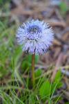 Globularia nudicaulis