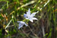 Tractema umbellata