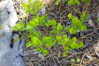 Vaccinium myrtillus
