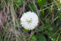 Globularia nudicaulis