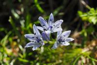 Tractema umbellata