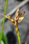 Carex ornithopoda subsp. ornithopoda