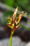 Carex ornithopoda subsp. ornithopoda