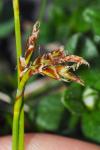 Carex ornithopoda subsp. ornithopoda