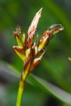 Carex ornithopoda subsp. ornithopoda