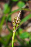 Carex ornithopoda subsp. ornithopoda