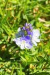 Veronica serpyllifolia subsp. humifusa