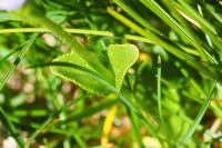 Veronica serpyllifolia subsp. humifusa