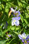 Veronica serpyllifolia subsp. humifusa