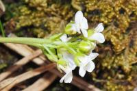 Hornungia alpina