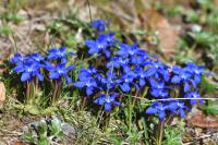 Gentiana verna