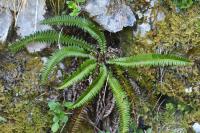 Polystichum lonchitis