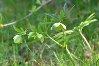 Helleborus viridis