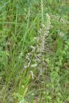 Himantoglossum hircinum