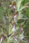 Himantoglossum hircinum