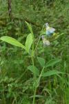 Lathyrus linifolius