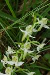 Platanthera chlorantha