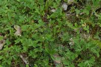 Potentilla montana