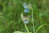 Lathyrus linifolius