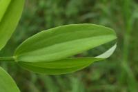 Lathyrus linifolius