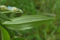 Lathyrus linifolius
